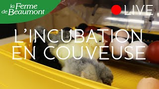 LINCUBATION EN COUVEUSE Ferme de Beaumont • Formation  Questions Réponses [upl. by Apgar]