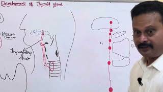 Development of thyroid gland [upl. by Felise]