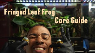 AMAZING FRINGED LEAF FROG CARE GUIDE Cruziohyla craspedopus  HERP HERO [upl. by Carn]