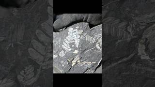 Plant fossils fossil plants shorts [upl. by Aleahs]