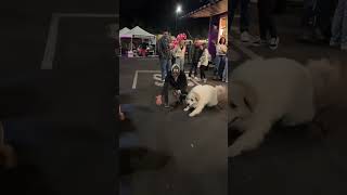 Is the Great Pyrenees the Ultimate Family Dog 🐶 [upl. by Tezzil466]