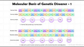 Molecular Basis of genetic diseases  I [upl. by Euqinor]