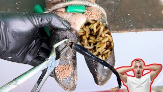 Cut Trim and Cleaning  Screw with Nails WAS STUCK IN cows hoof TL06 [upl. by Neiman]