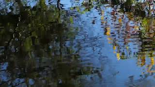 Minnows and Fall Reflections  Notes from the Preserve [upl. by Gelya]