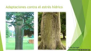 Adaptaciones de las plantas al estrés hídrico [upl. by Jonah]