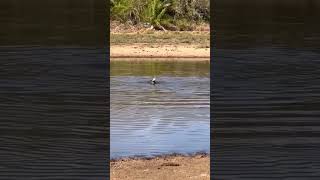 Clash of Predators Jaguar’s Skillful Attack on Caiman in Water [upl. by Service]