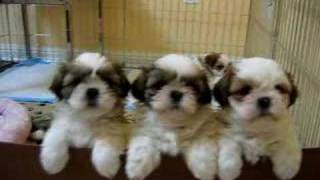 3 Adorable Shih Tzu Puppies [upl. by Anhoj]