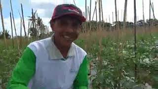 Decoprima control fusarium wilt in tomato [upl. by Fairfield]