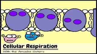 OLD VIDEO Cellular Respiration and the Mighty Mitochondria [upl. by Niledam]