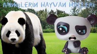 MİNİŞLERİN HAYVAN HALLERİ 0 [upl. by Anibas555]