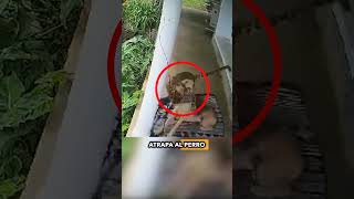 ¡Un leopardo hambriento ataca a un perro guardián frente a la casa de su dueño shorts [upl. by Brindell]