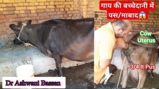 💥Pyometra in Cow 👉Symptoms amp Treatment👌Artificial insemination in same cattle  Dr Ashwani Bassan [upl. by Elenahc952]