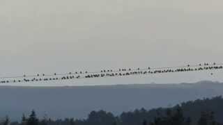 Linnet Flock  Lytchett Matravers 200515 [upl. by Burgwell]