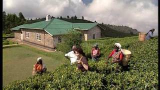 Tea Farm Sri Lanka by Asiatravelcom [upl. by Dranik]