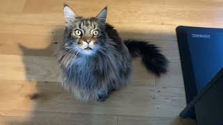 HUGE Maine Coon Cat Talking [upl. by Berman]