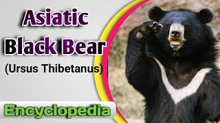 Asiatic Black Bear Ursus thibetanus  Video Encyclopedia [upl. by Nagrom]