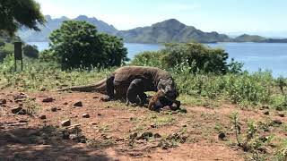 How quickly the Komodo dragon swallowed the goat kid [upl. by Alihet]