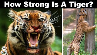 Why Are Tigers So Strong [upl. by Ezechiel]