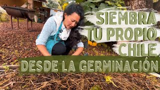 Cómo GERMINAR CHILE  Jalapeño 🌶 [upl. by Lanette]