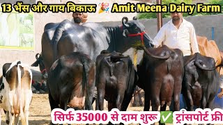 21 Letter Milk 👌 असली गारंटी वाली भैंस बिकाऊ 🎉 Top 13 Buffalo For Sale Amit Meena Dairy Farm [upl. by Elrae]