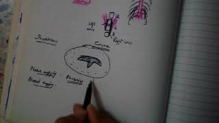 DIAPHRAGM complete explanation MUST WATCH BD is not enough [upl. by Tuchman]