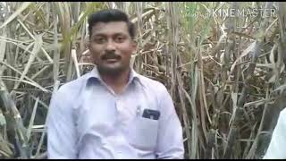 ऊस खोडवा 86032 sugarcane 9343771171 [upl. by Birecree210]