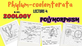 Polymorphism in Coelenterata  BScZoology  Notes pdf in description [upl. by Susann562]