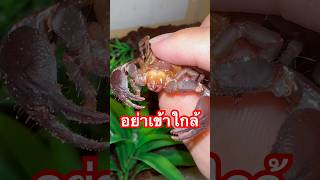 ช้างป่องแมง  แมงป่อง แมงงอด แมงป่องช้าง scorpion exoticpet BalconZoo สัตว์เลี้ยง สัตว์แปลก [upl. by Enihpets]