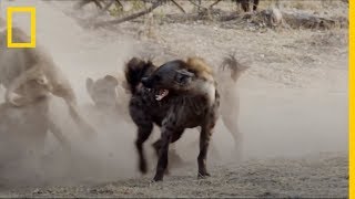 Enemigos ETERNOS Hienas vs Leones  National Geographic en Español [upl. by Anamuj216]