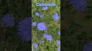 Medicinal Chicory latCichórium is a genus of biennial or perennial herbs of the Asteraceae family [upl. by Millburn]