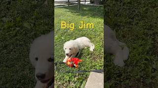 Update on Great Pyrenees puppy with Makenna amp Mamaw dog pyrenees [upl. by Ellerehc]