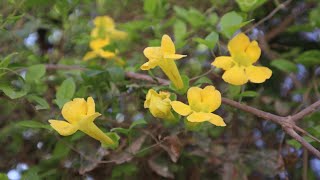 La Uña de Gato  Dolichandra unguiscati  flora argentina  Bignonia amarilla  Batata de caboclo [upl. by Aggarwal308]