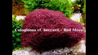 Caloglossa beccarii – Red Moss Ł [upl. by Ramal]