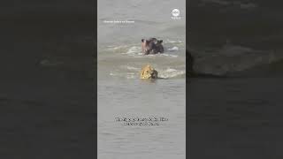 Lion vs hippopotamus in ocean [upl. by Thar]