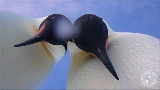 Penguin selfie offers bird’s eye view [upl. by Behre]