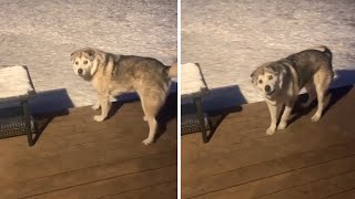 Stubborn dog in freezing snow refuses to come inside Shorts [upl. by Ybhsa468]