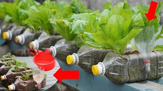 How To Grow Vegetables At Home Simple And Effective [upl. by Ekoorb]