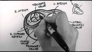 Anatomy of the Heart Valves [upl. by Clarkson]