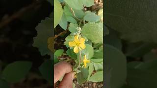 ऐ पौधा आपने पहले कभी नहीं देखा होगा। Oxalis plant shorts [upl. by Secrest]