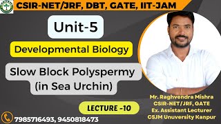 SlowBlockPolyspermy seaurchin developmentalbiology  L10 𝐆𝐞𝐧𝐞𝐬𝐢𝐬 𝐈𝐧𝐬𝐭𝐢𝐭𝐮𝐭𝐞 𝐨𝐟 𝐋𝐢𝐟𝐞 𝐒𝐜𝐢𝐞𝐧𝐜𝐞𝐬 [upl. by Avad]