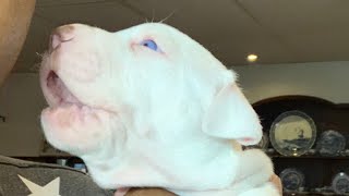 My blue eyed Pitbull puppy at 4 weeks old [upl. by Nibram283]