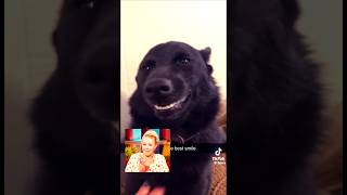 New TikTok Shorts  Cuteness Overload newtiktokshorts funnyclips comedy youtubeshort new lol [upl. by Nagel]