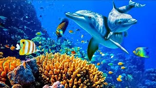 Relaxing Music to Relieve Stress Anxiety and Depression • Mind Body 🐬 Soothing music for nerves [upl. by Roskes586]