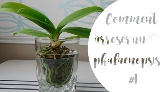 ✿ Comment arroser son orchidée phalaenopsis  Partie 1 [upl. by Alane]