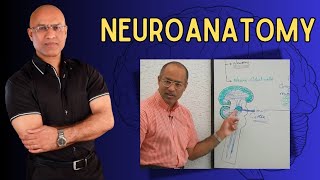 Neuroanatomy  Neurology  Neuroscience  Dr Najeeb [upl. by Novyaj25]