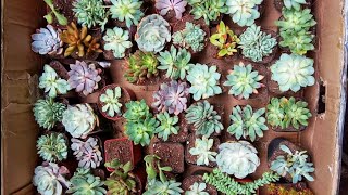 Cheapest Succulents In India Part 2  Succulent Factory  Budget Gardening Hindi [upl. by Ubald]