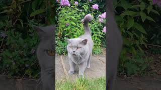 British Shorthair Cat Meowing britishshorthaircat britishblue [upl. by Devondra]