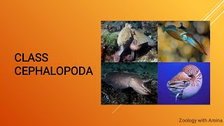 Brief Introduction of Class Cephalopoda  shell of Cephalopods  Phylum mollusca class cephalopoda [upl. by Figueroa]