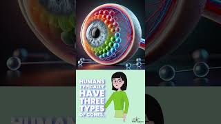 Fact about Human Eyes [upl. by Bakeman771]