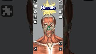 Anatomy  Muscle  Nasalis medical 3d anatomy head neckanatomy neck shorts [upl. by Cooley]